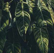 Tropical Leaves