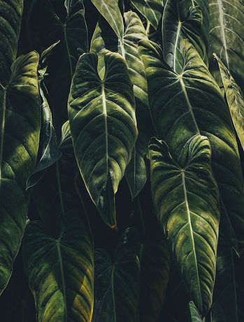Tropical Leaves
