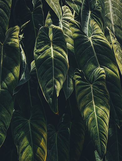 Tropical Leaves