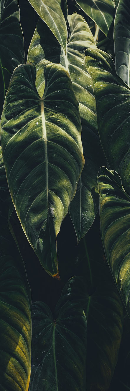 Tropical Leaves