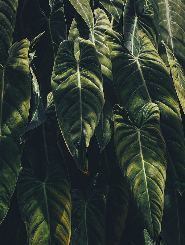 Tropical Leaves