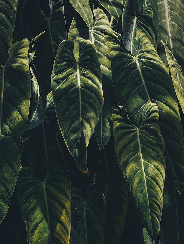 Tropical Leaves