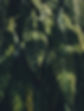 Tropical Foliage Closeup