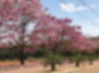ipes-rosa.jpeg