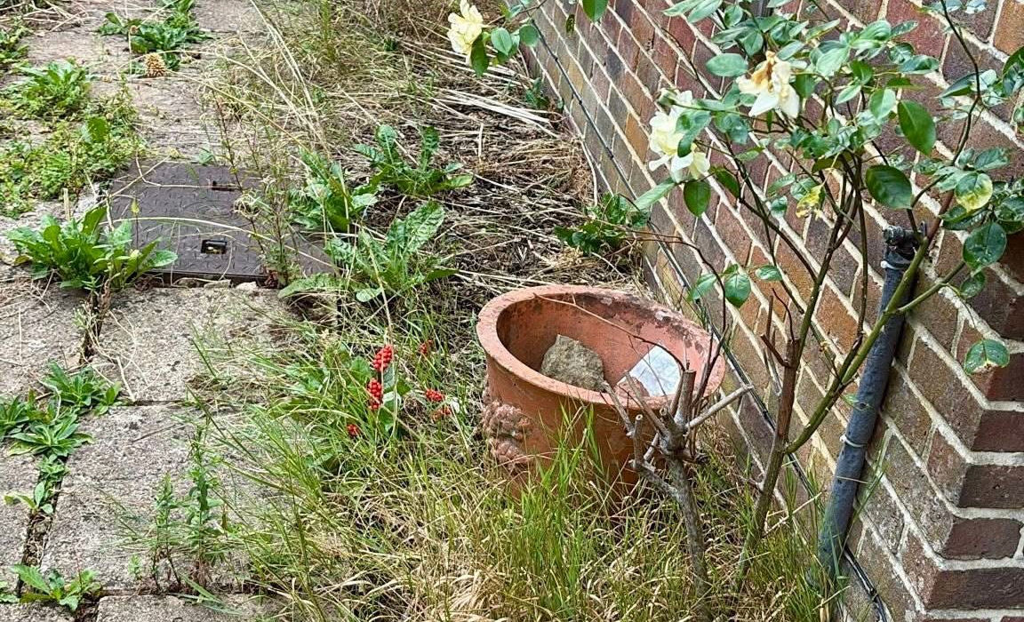 Overgrown garden path with weeds, terracotta pot, rose bush, brick wall.