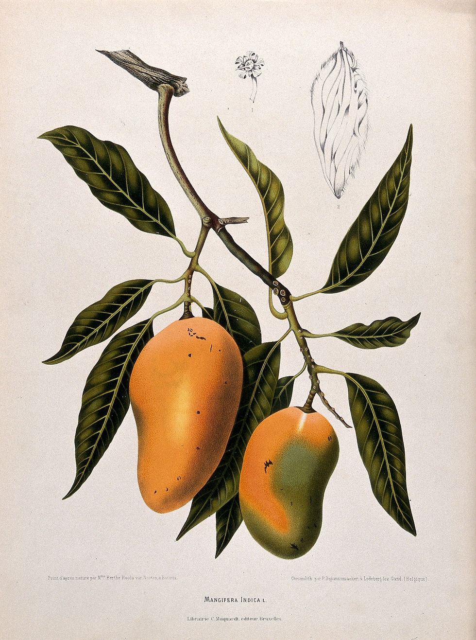 Mangifera indica