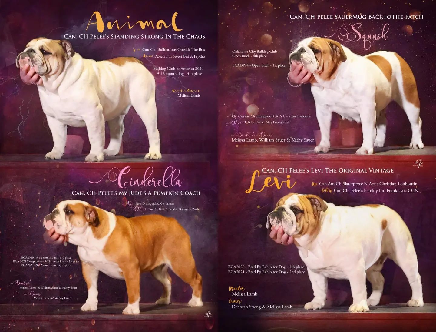 Pelee Bulldogs Champion Bulldog Breeder Ontario Canada