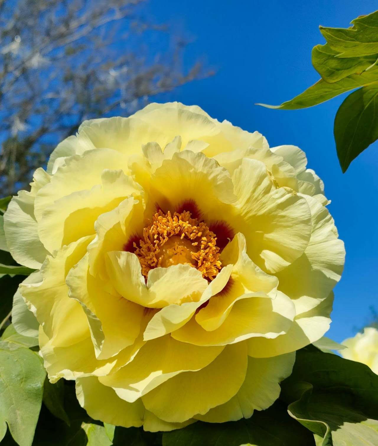 Oukan Tree Peony (黄冠)