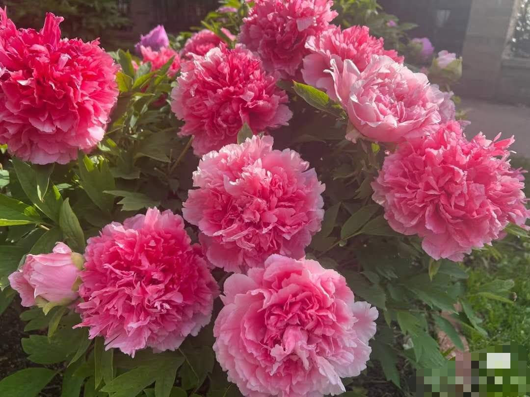 Coral Terrace Tree Peony (珊瑚台)