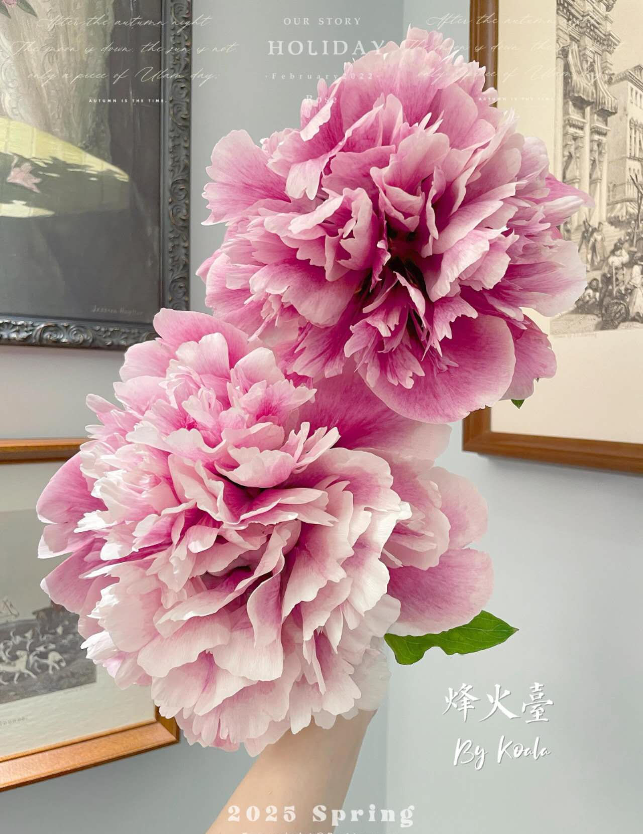 Feng Huo Tai Rockii Tree Peony (烽火台)