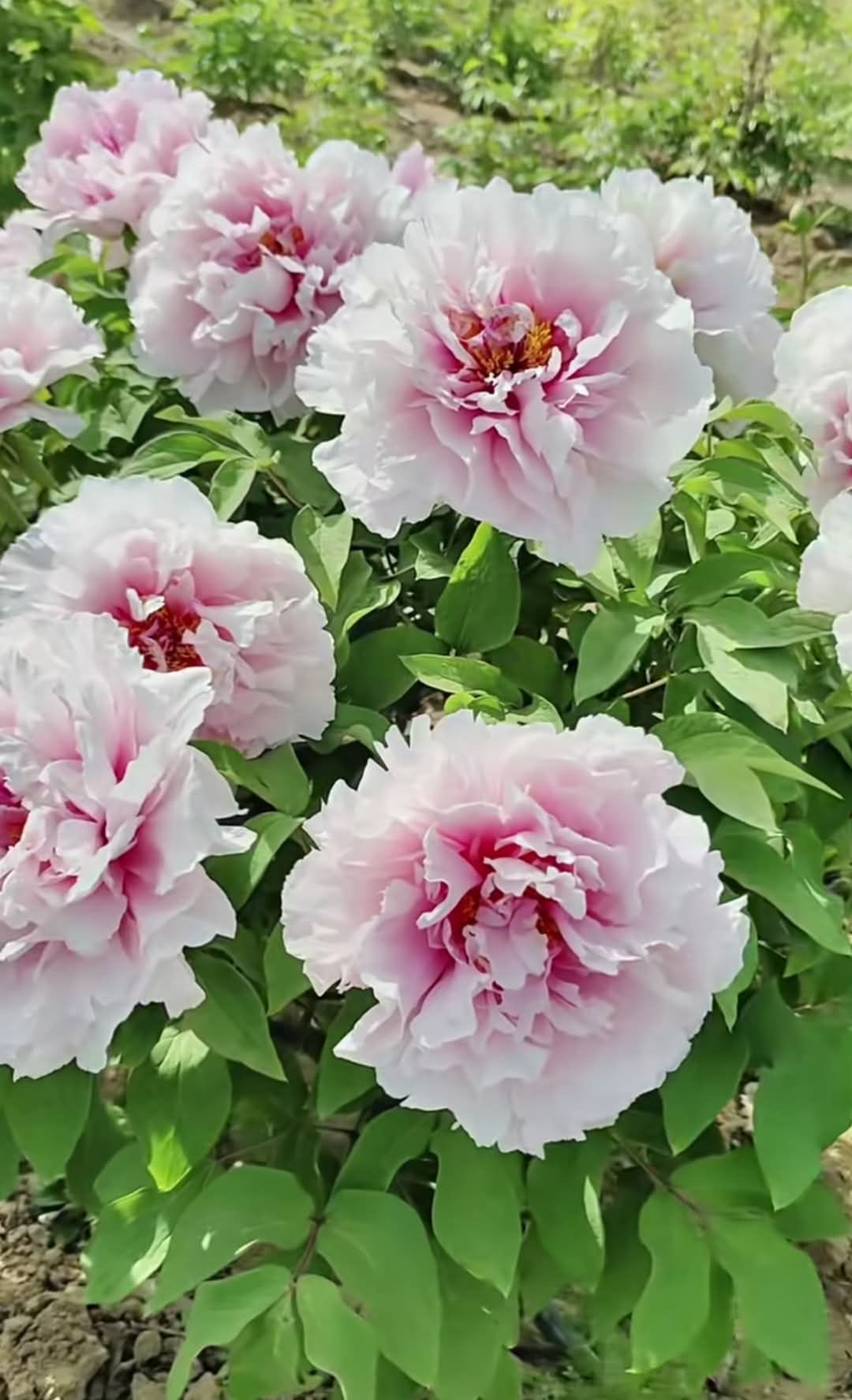 Xue Ying Tao Hua Tree Peony (雪映桃花)