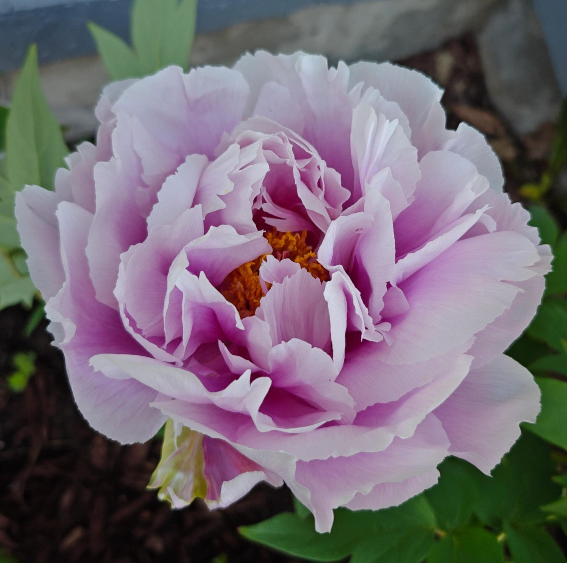 Shimano Fuji Tree Peony (岛乃藤)