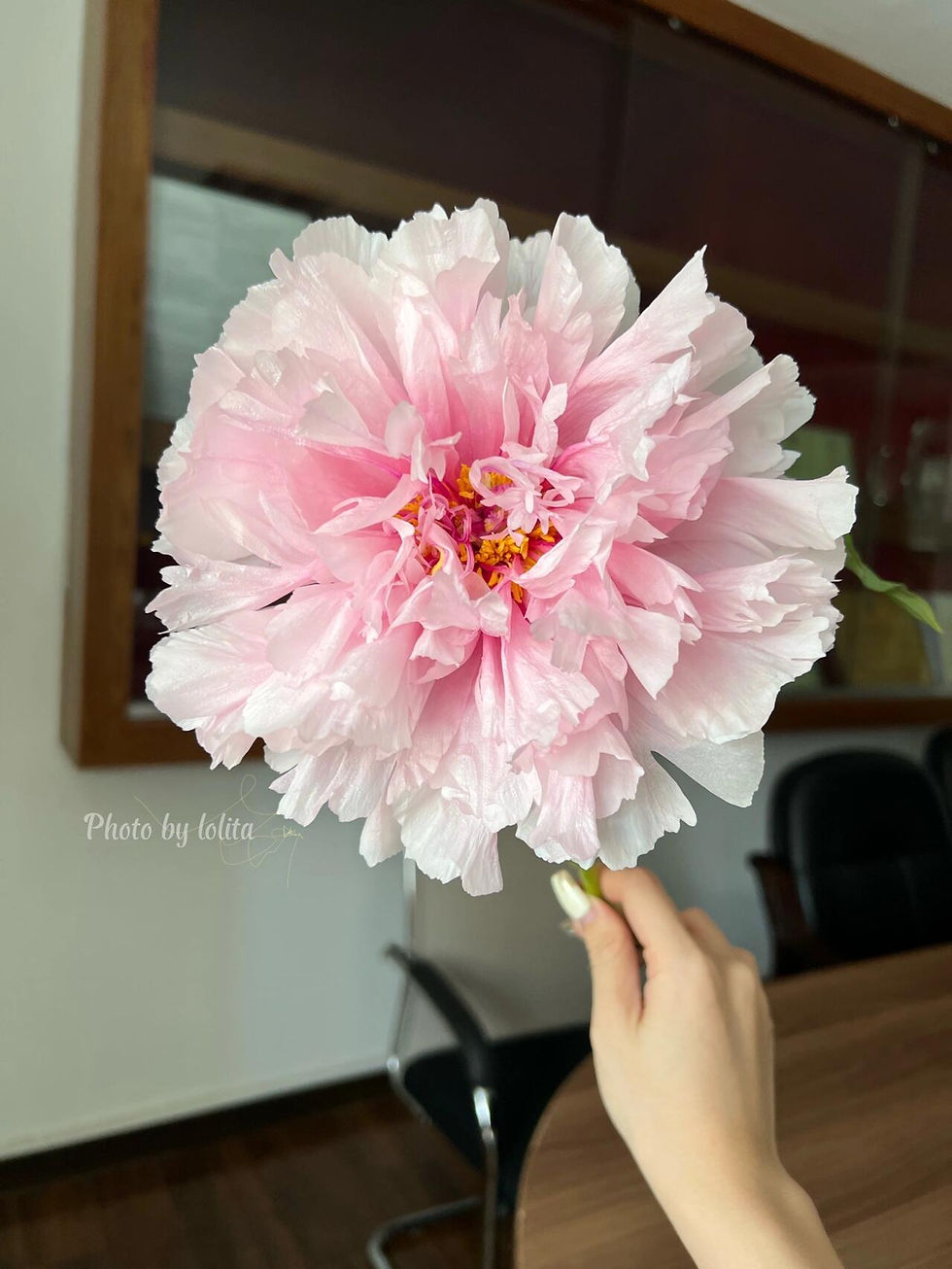 Thumbnail: Xue Ying Tao Hua Tree Peony (雪映桃花)