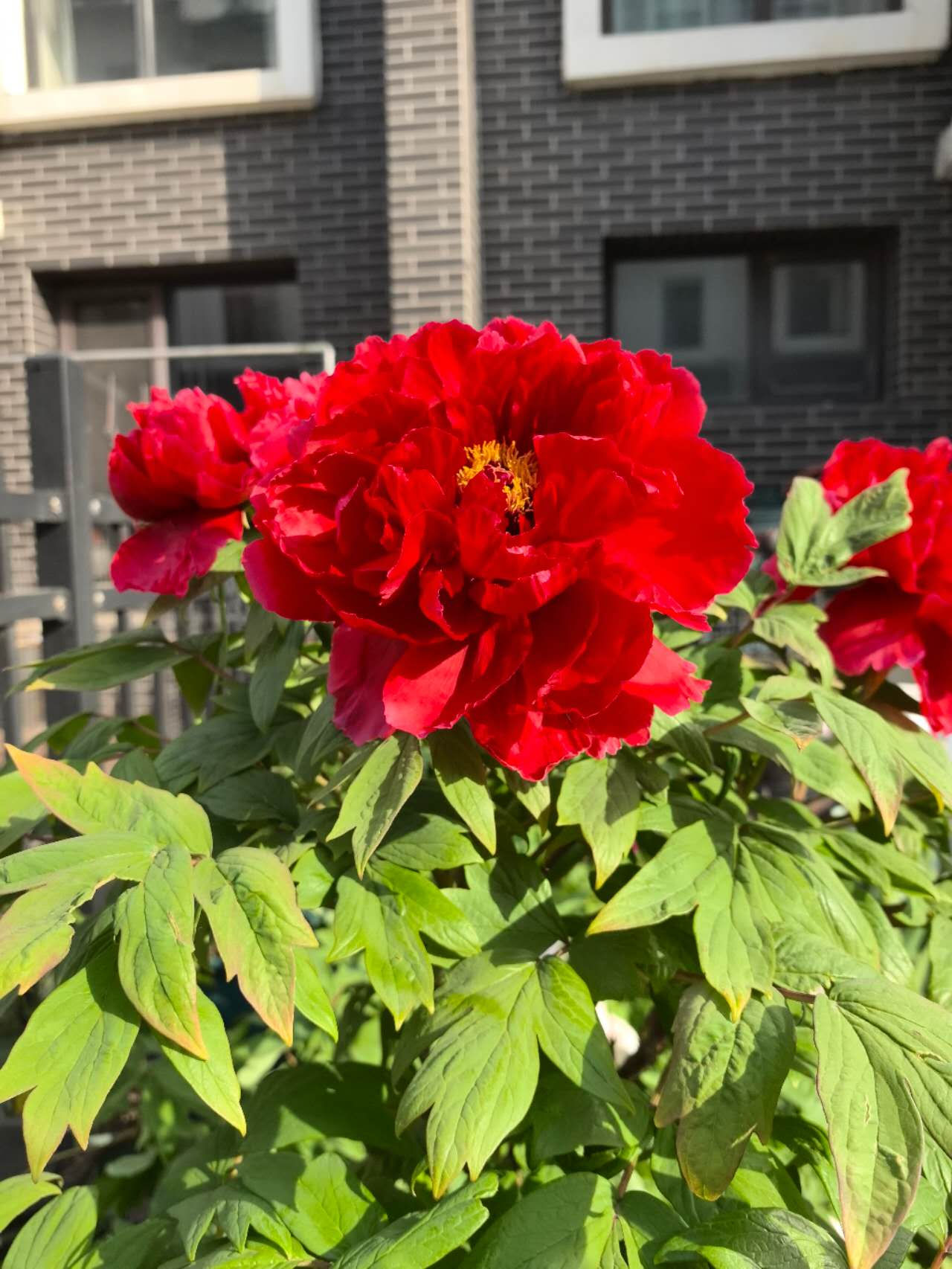 Hoki Tree Peony (芳纪)