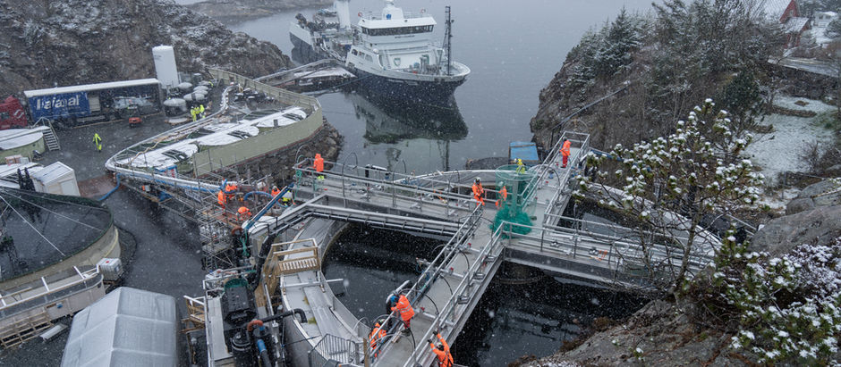 Searas & OptiRAS - Celebrates successful transition of first fish batch