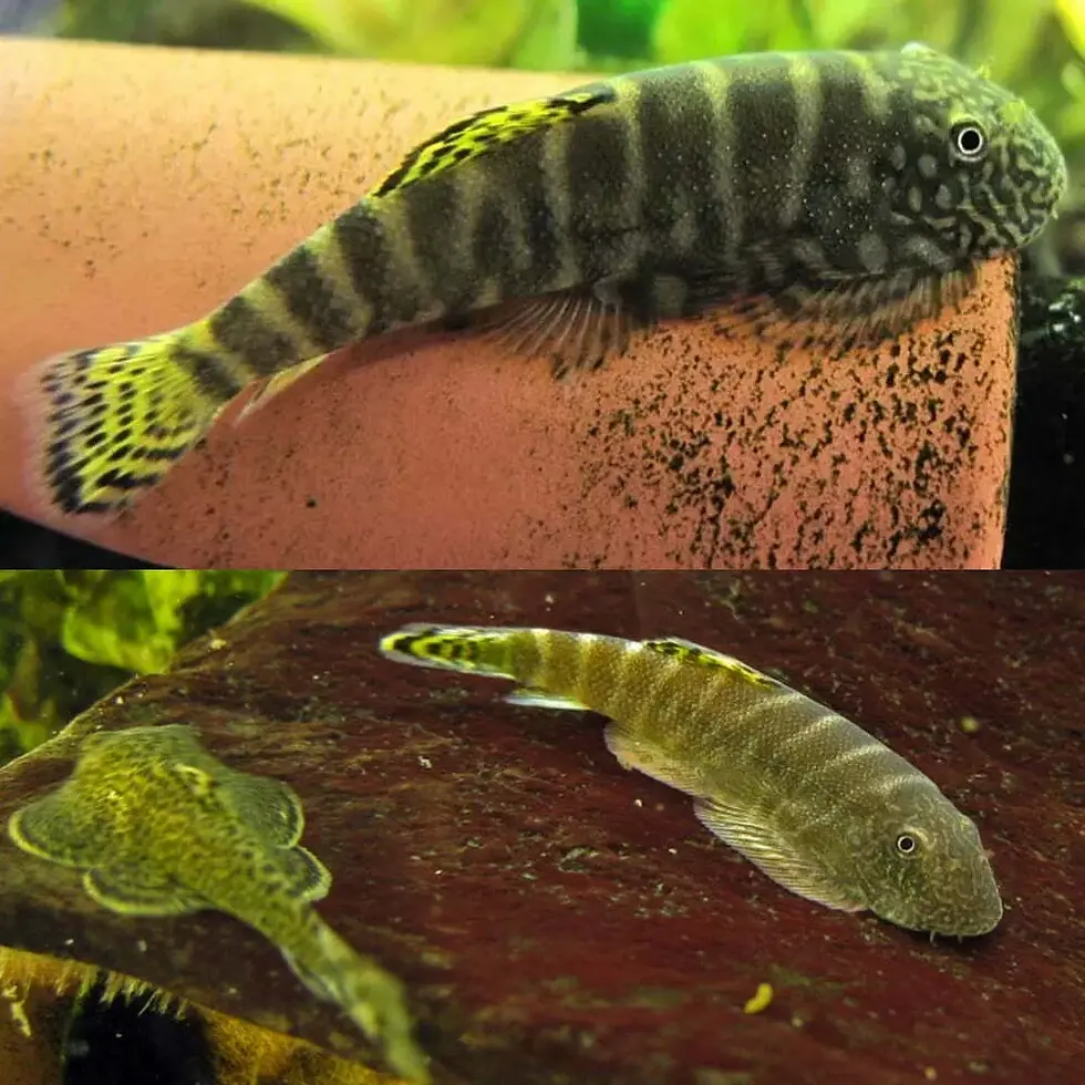 Yellow Fin Hillstream Loach Coldwater / Temperate pleco Algae Eater