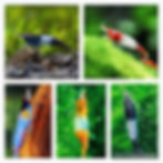 Assorted Rili Shrimp Full Mix Neocaridina Heteropoda Var Rili