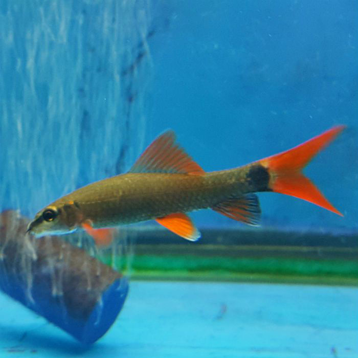 RAINBOW RED FIN SHARK 5CM