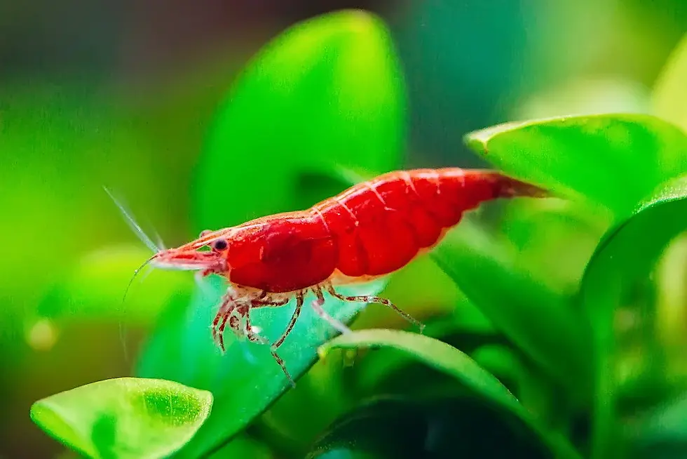Red Fire Shrimp Neocaridina Heteropoda