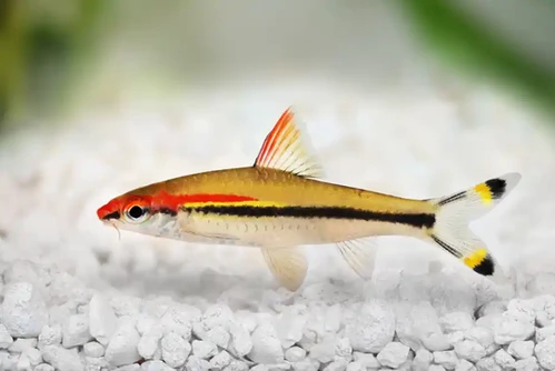 TROPICAL FISH | Discount Aquatics