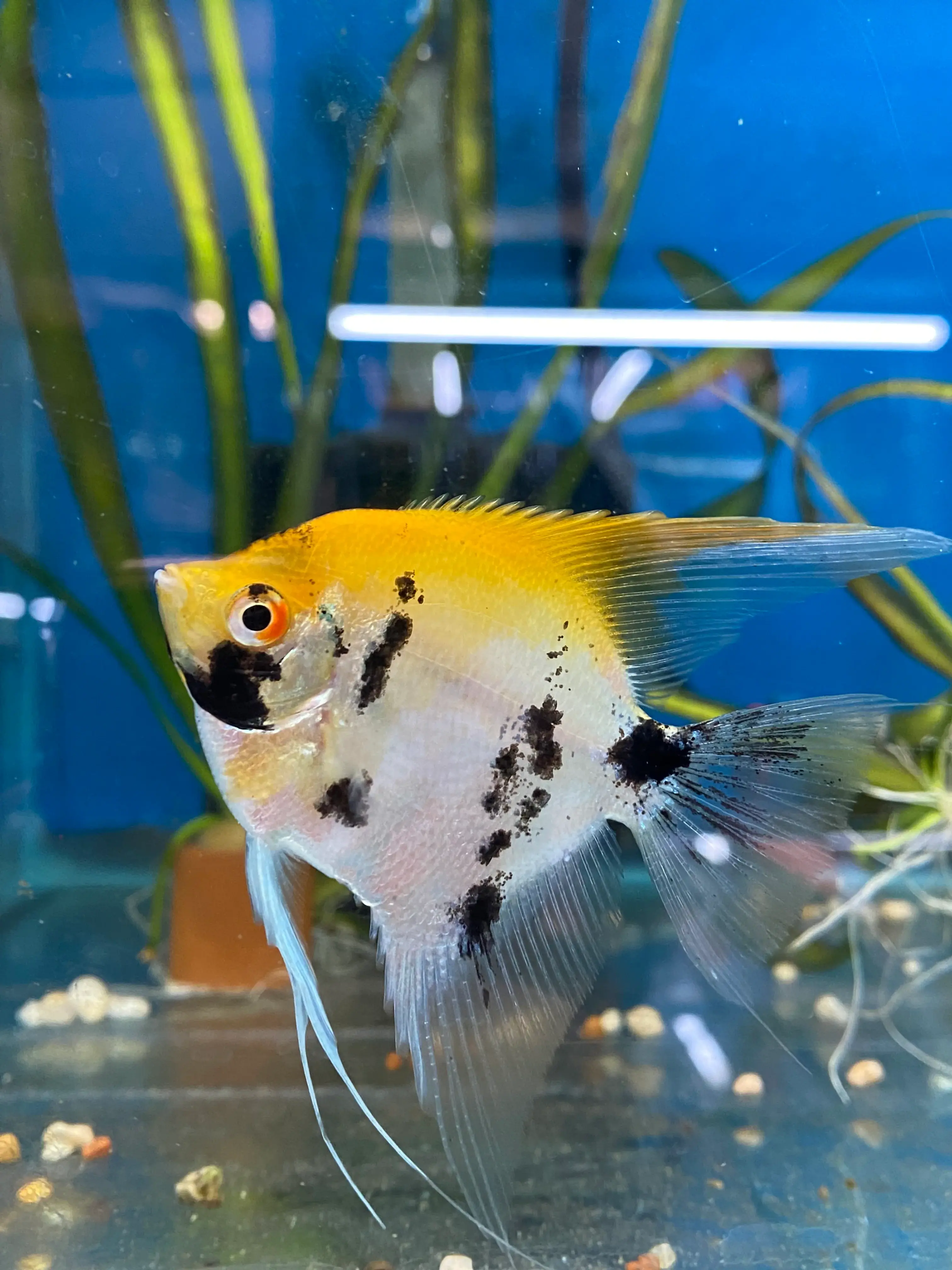 Koi Angelfish Pterophyllum scalare 5cm