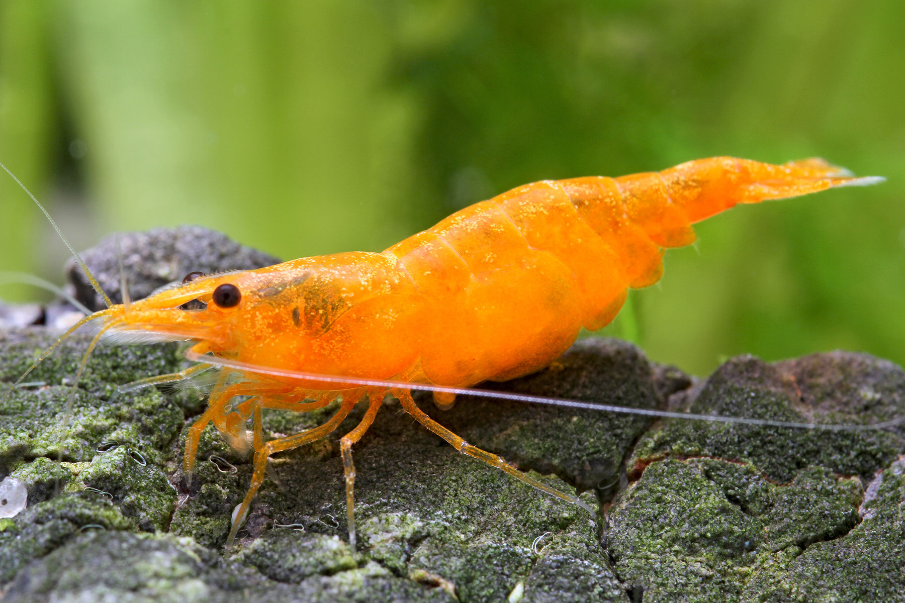 Orange Fire Shrimp ​​​​​​Neocaridina Heteropoda