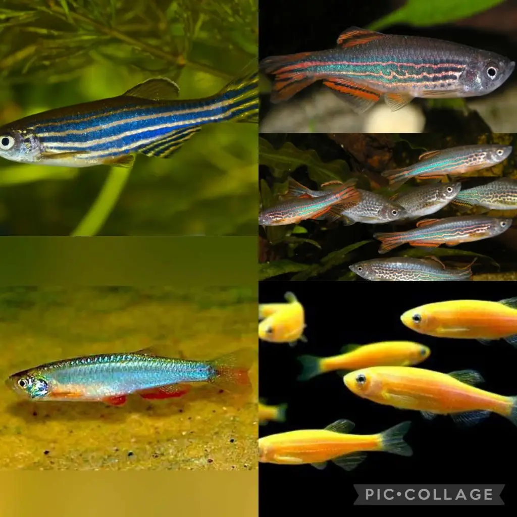 10x ASSORTED DANIO 3CM TEMPERATE