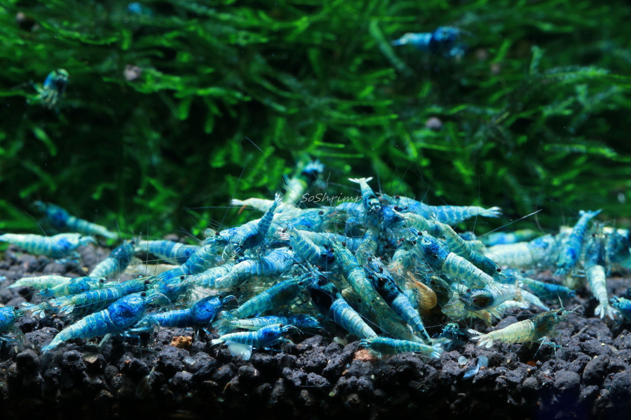 Grade “A” Blue Bolt shrimp 1.2 cm