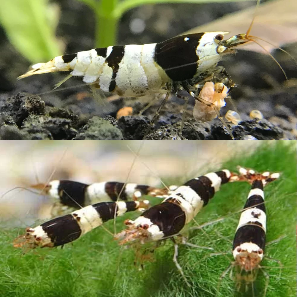 SHRIMP | Discount Aquatics