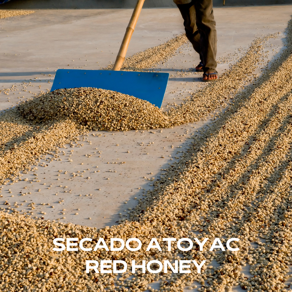Miniatura: Bacio Geisha/Robusta Huatusco en grano edición especial 400 gramos