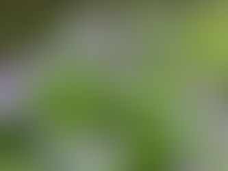 森吉山も夏山開始