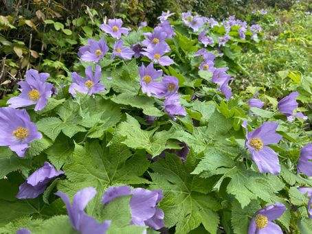 森吉山も夏山開始