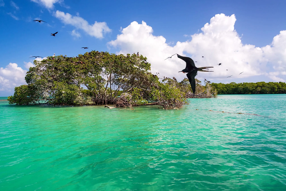 Isla con manglares en agua turquesa, aves volando en un cielo azul con nubes. Ambiente tranquilo y natural.