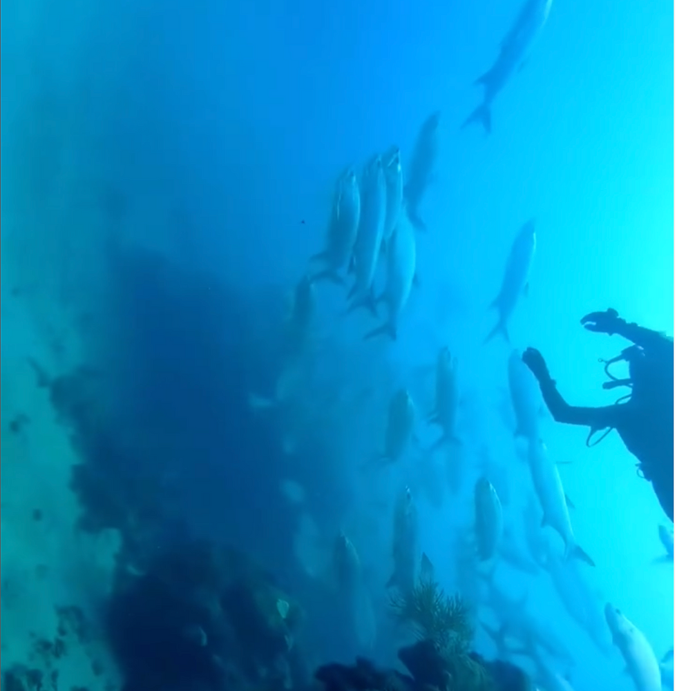 Buceador en el océano observa un banco de peces plateados. El ambiente acuático es de tonos azules, transmitiendo serenidad. Terrenos en mahahual