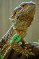 Pectoral lézard injection IM