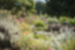 Photo courtesy of the Chelsea Physic Garden.