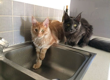 chats maine coon