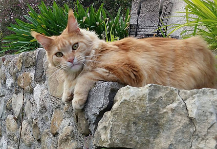 chat maine coon roux