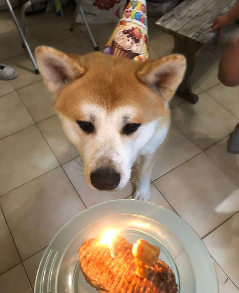 mimoheartpetsitting 1 (3).jpg