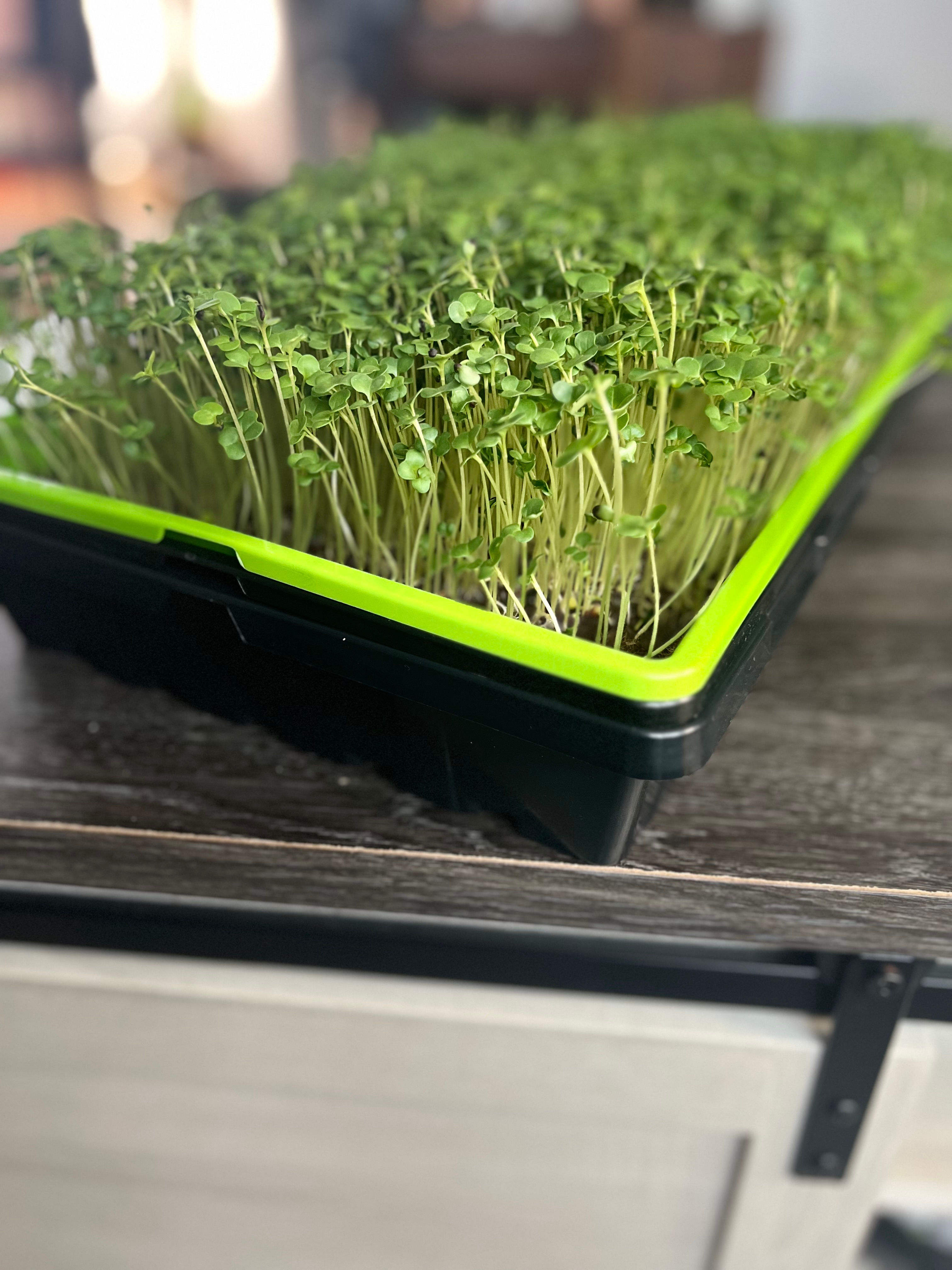 Broccoli (Organic Di Cicco)