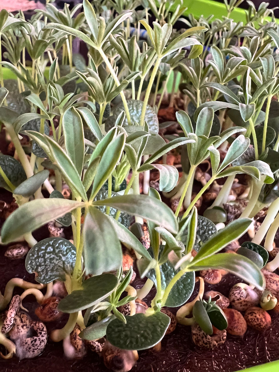 Thumbnail: Lupine (Sweet Moonshine)