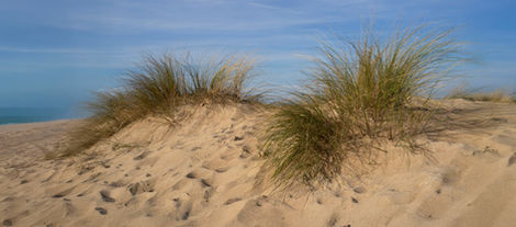11-Dunes près de Tarnos,
France,2021