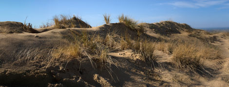 03-Dunes près de Tarnos,
France,2018