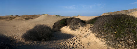 02-Dunes près de Capbreton,
France,2018