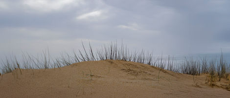 15-Dunes près de Tarnos,
France,2020