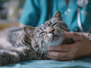 猫だって暑さに弱いです!暑さの中で熱中症になるリスクもあります。