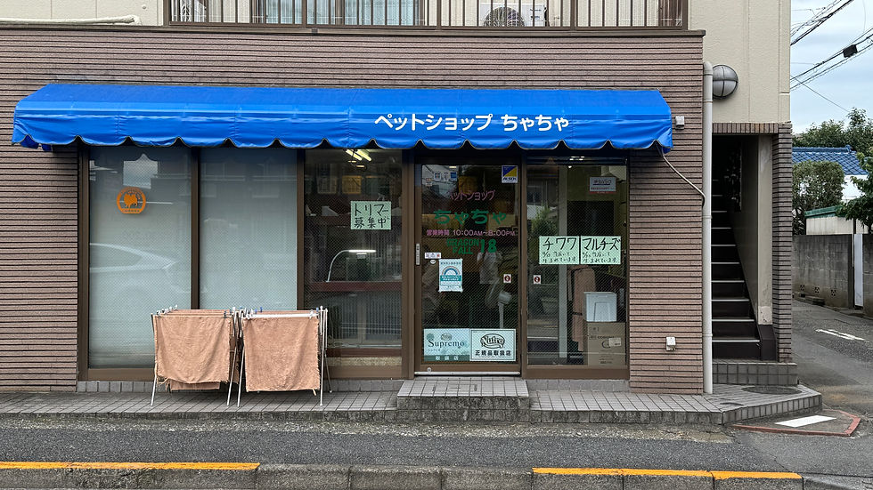 ペットショップ ちゃちゃ