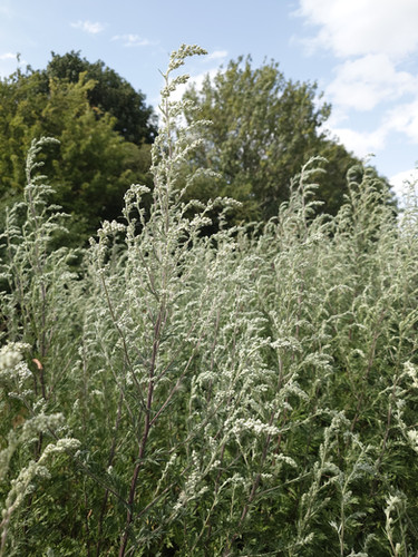 Organic Mugwort Herb: Dried Artemisia Vulgaris For Tea With No Additives Or Preservatives - View #11