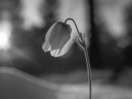 Imbolc - First Fire Festival (1st Feb)