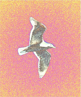 Seagul pink.jpg
